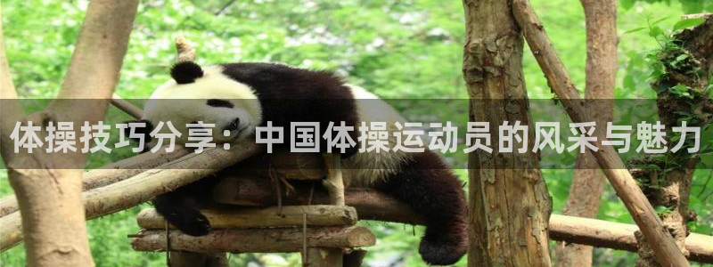 尊龙官方正版app集团：体操技巧分享：中国体操运动员的风采与